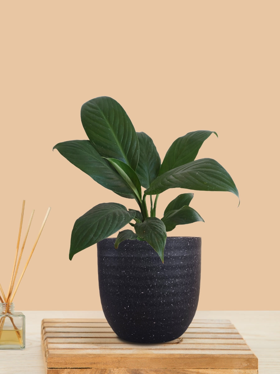 Peace Lily Green (Small) in Eco Pot