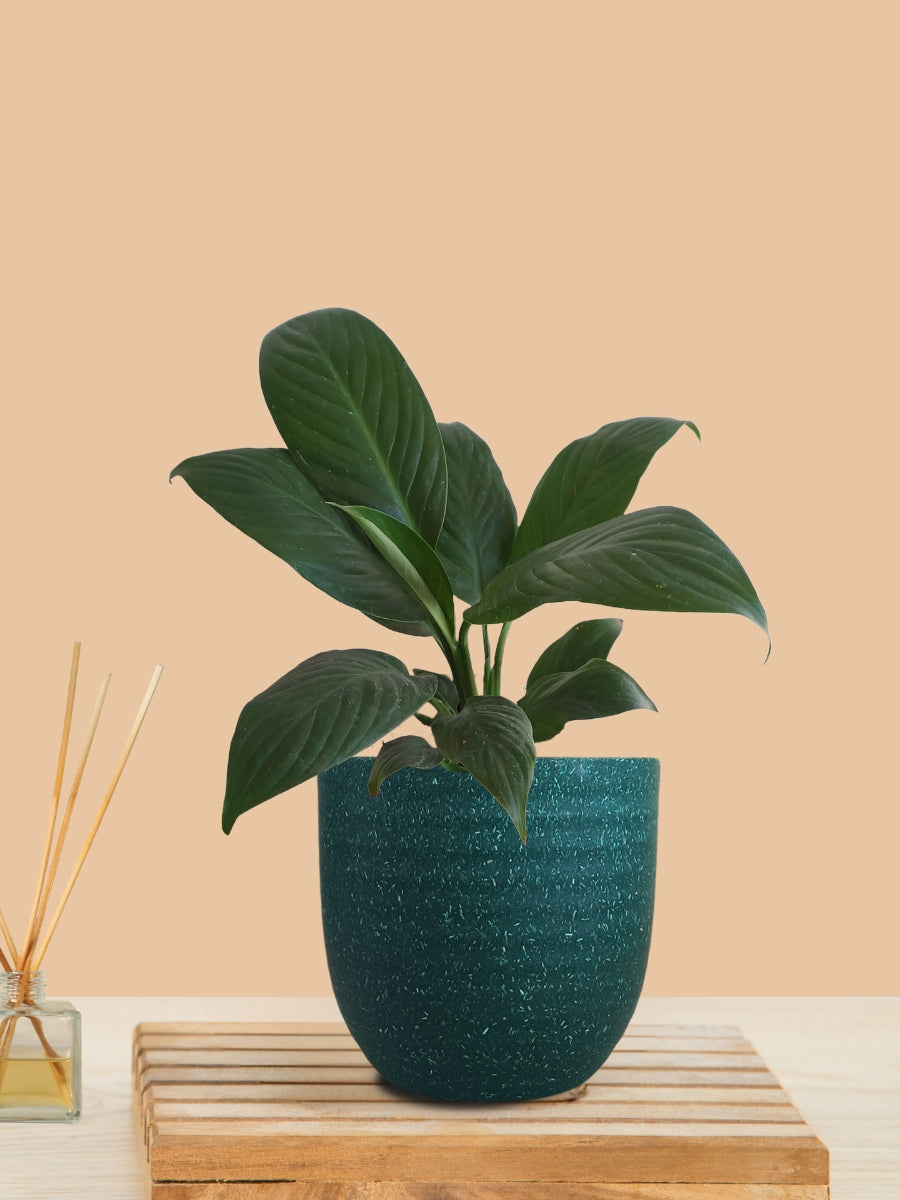 Peace Lily Green (Small) in Eco Pot