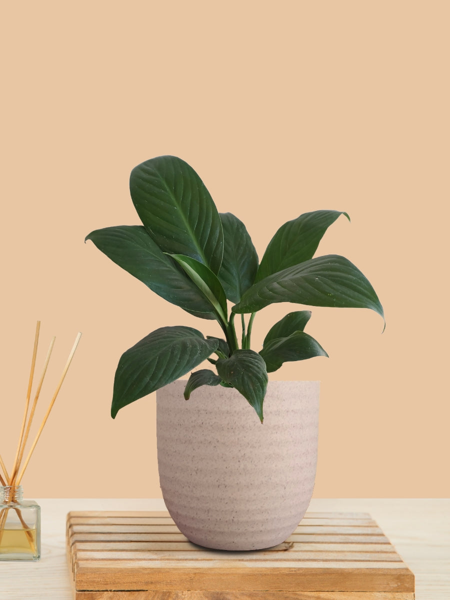 Peace Lily Green (Small) in Eco Pot