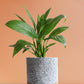 Classy Air-Purifying Bedroom Plants Combo