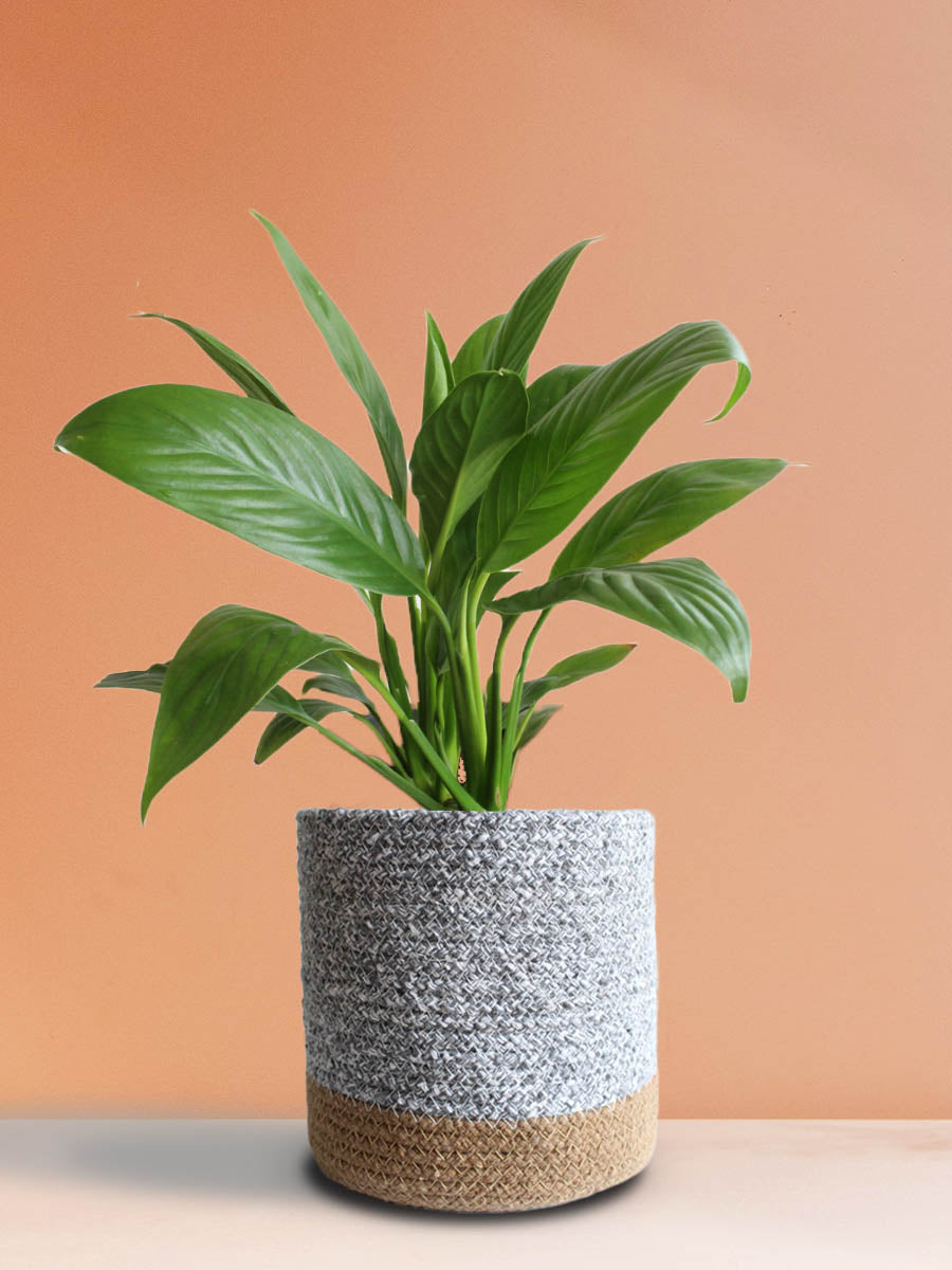 Classy Air-Purifying Bedroom Plants Combo