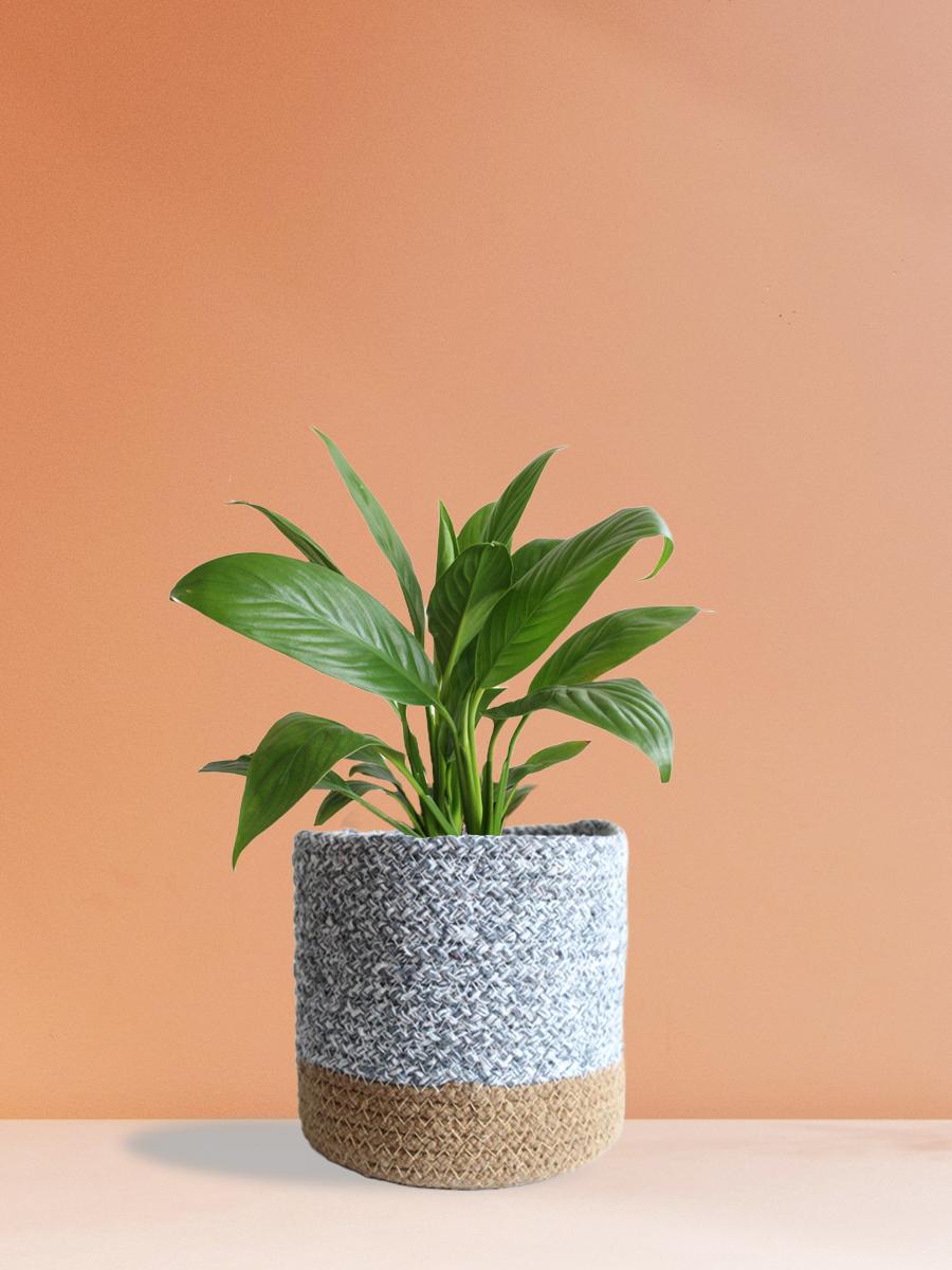 Peace Lily Plant Gift in Eco Pot (Medium)