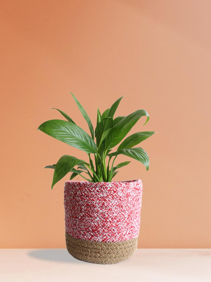 Peace Lily Plant Gift in Eco Pot (Medium)