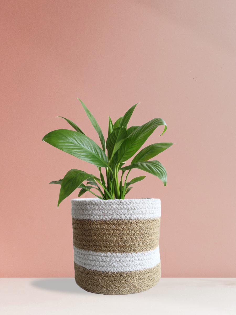Peace Lily Plant Gift in Eco Pot (Medium)