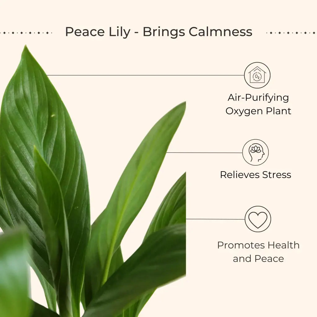 Air Purifying Plants Combo for Home in Eco Pots (Small)