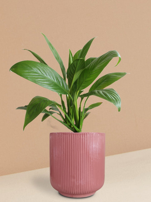 Peace Lily Plant in Ceramic Pot (Large)