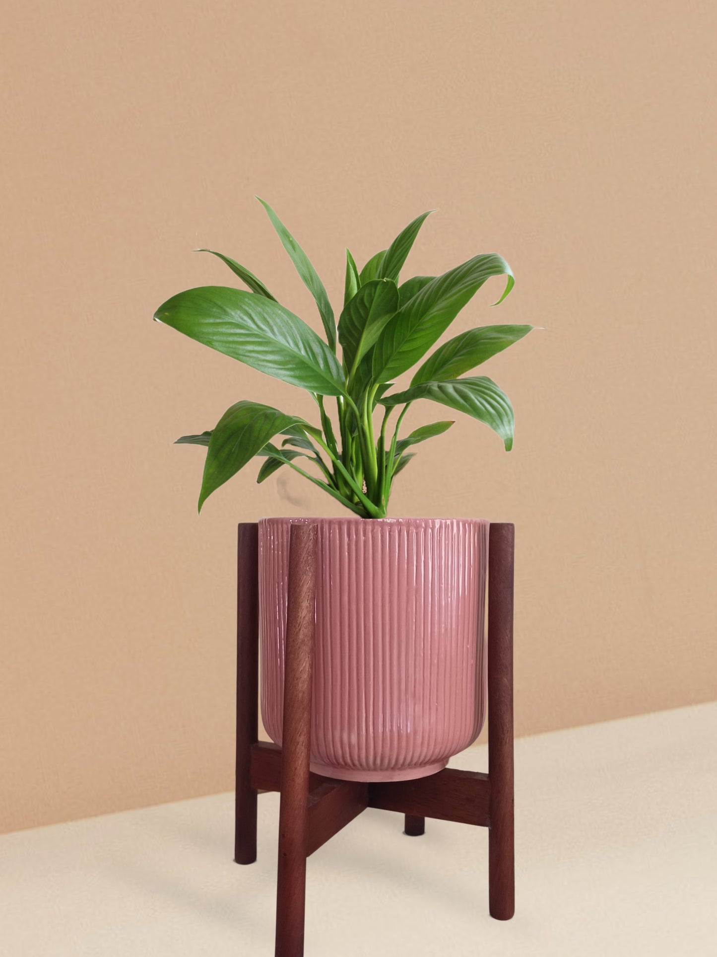 Peace Lily Plant in Ceramic Pot (Medium)