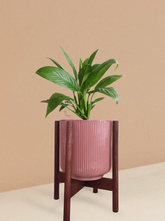 Peace Lily Plant in Ceramic Pot (Medium)