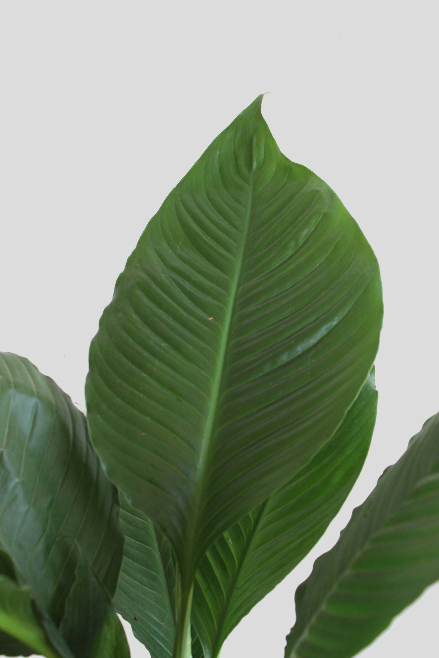 Peace Lily (X-Large)
