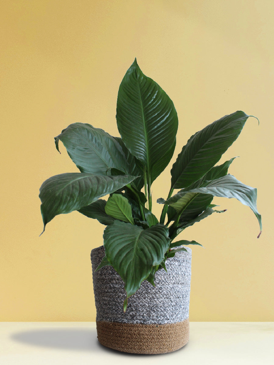 Peace Lily (X-Large)