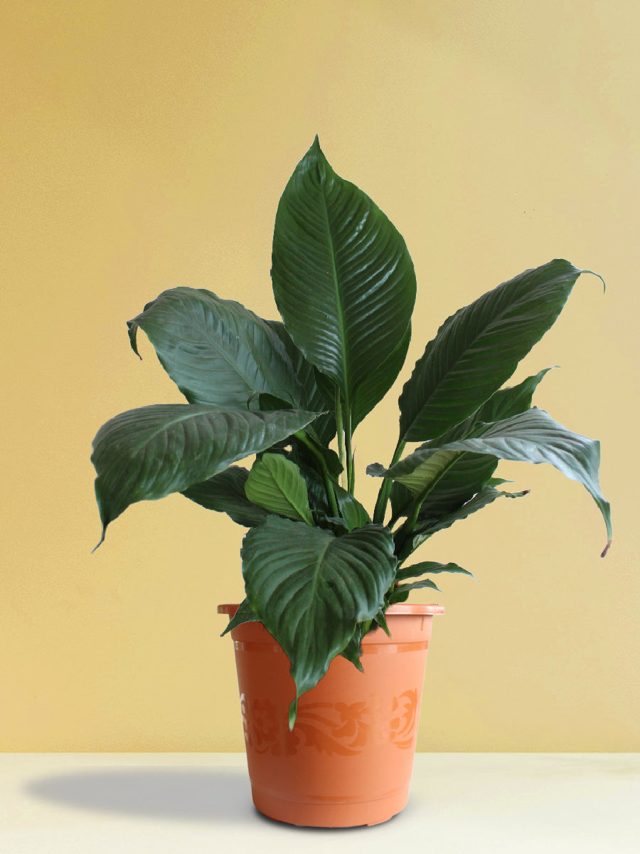 Peace Lily (X-Large)