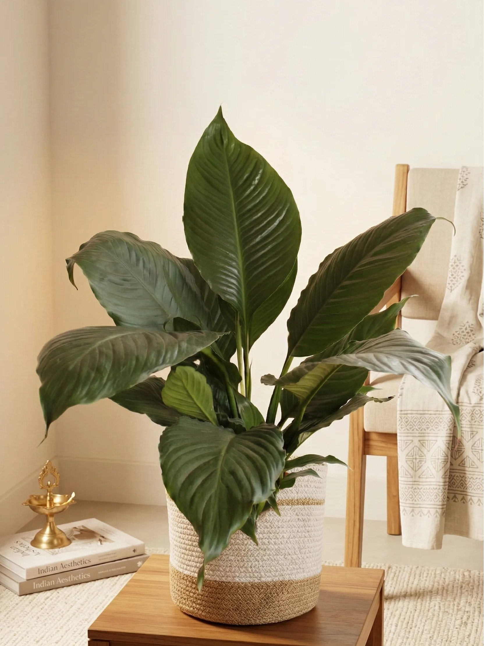 Peace Lily (X-Large) – Greenkin
