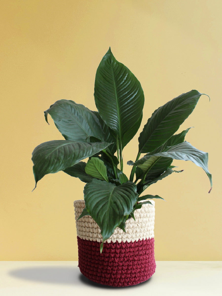 Peace Lily (X-Large)
