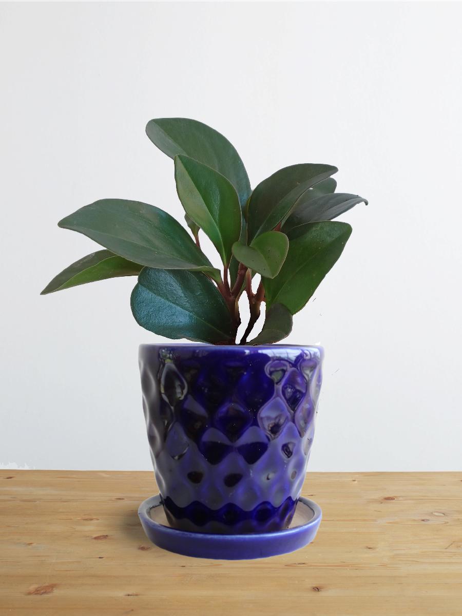 Baby Rubber Red Edge (Small)