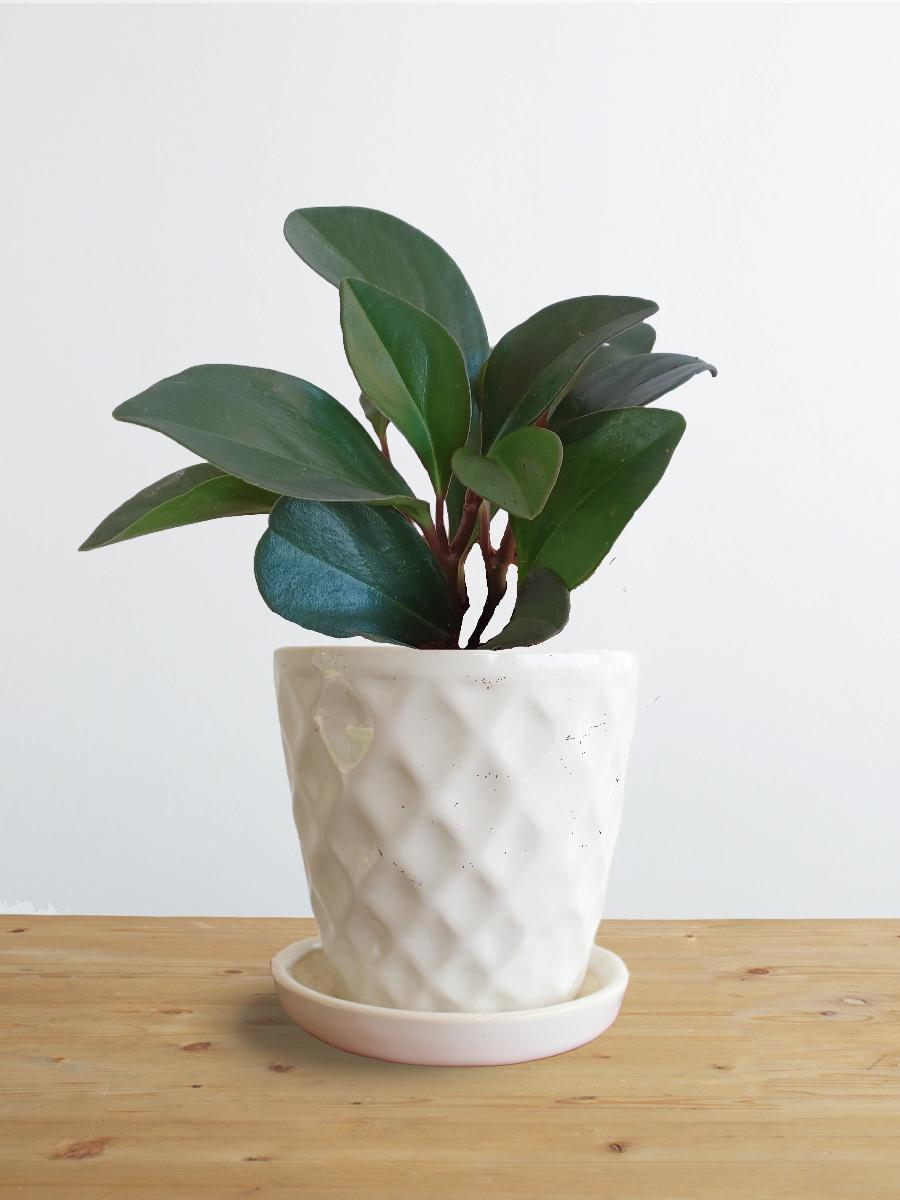 Baby Rubber Red Edge (Small)