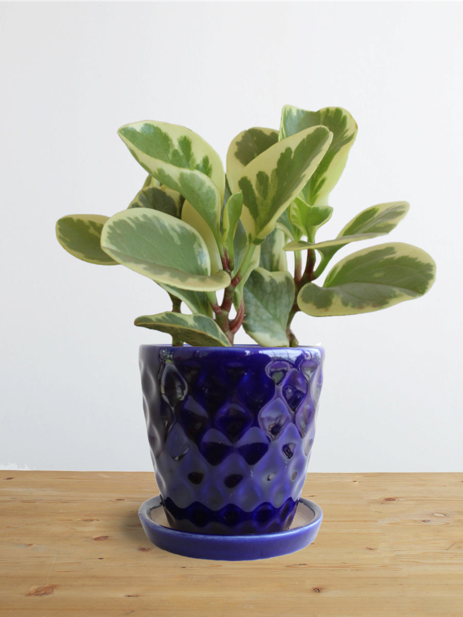 Peperomia Variegated (Small)