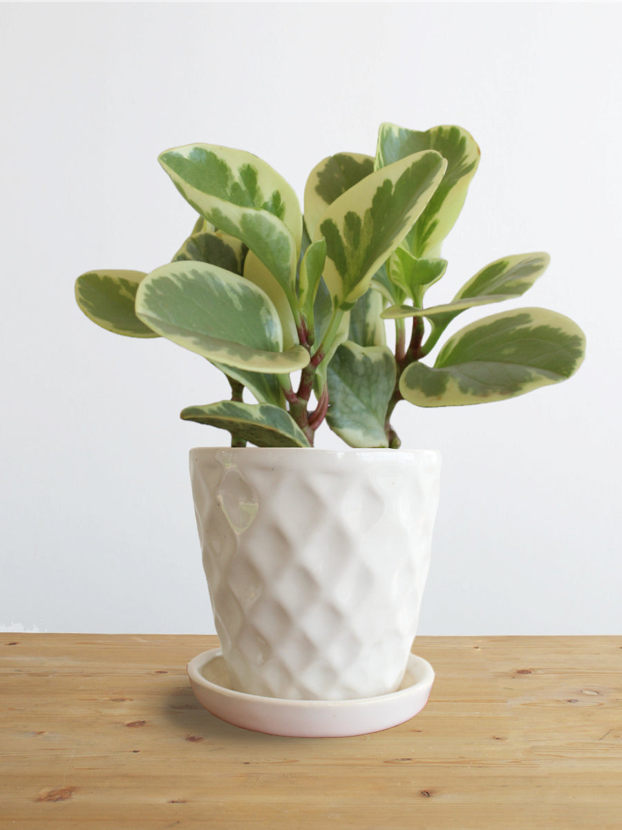 Peperomia Variegated (Small)