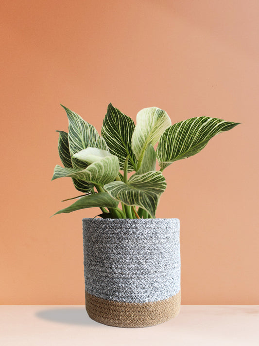 Classy Air-Purifying Bedroom Plants Combo