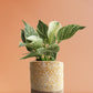 Air-Purifying Plants for Living Room