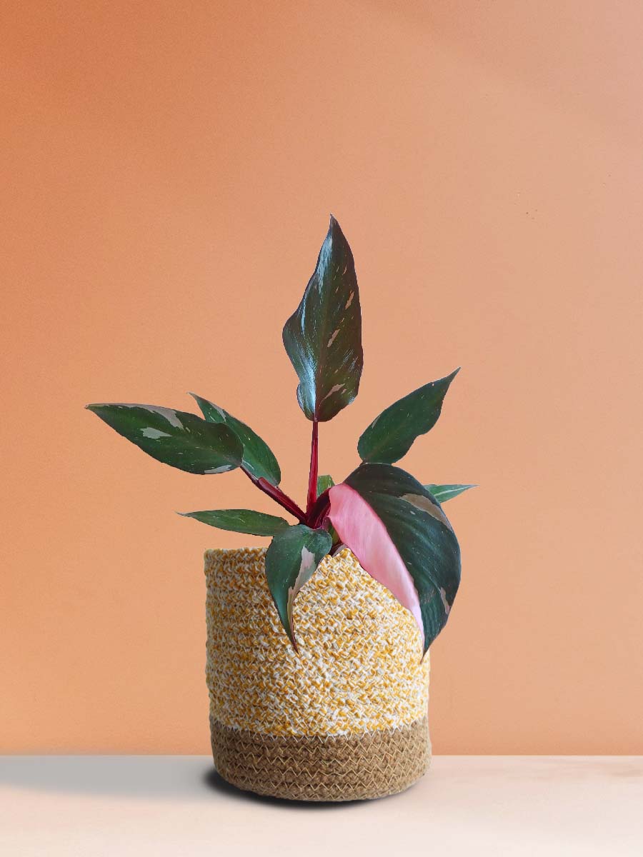 Gorgeous indoor plant for home decor