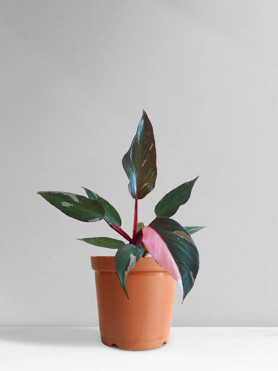 Stunning Pink Princess PPP Houseplant Buy Online