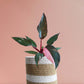 exotic rare philodendron pink plant
