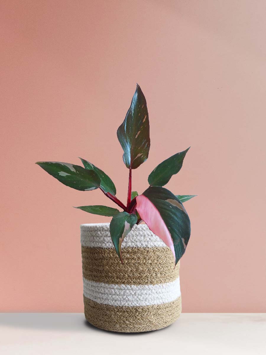 exotic rare philodendron pink plant