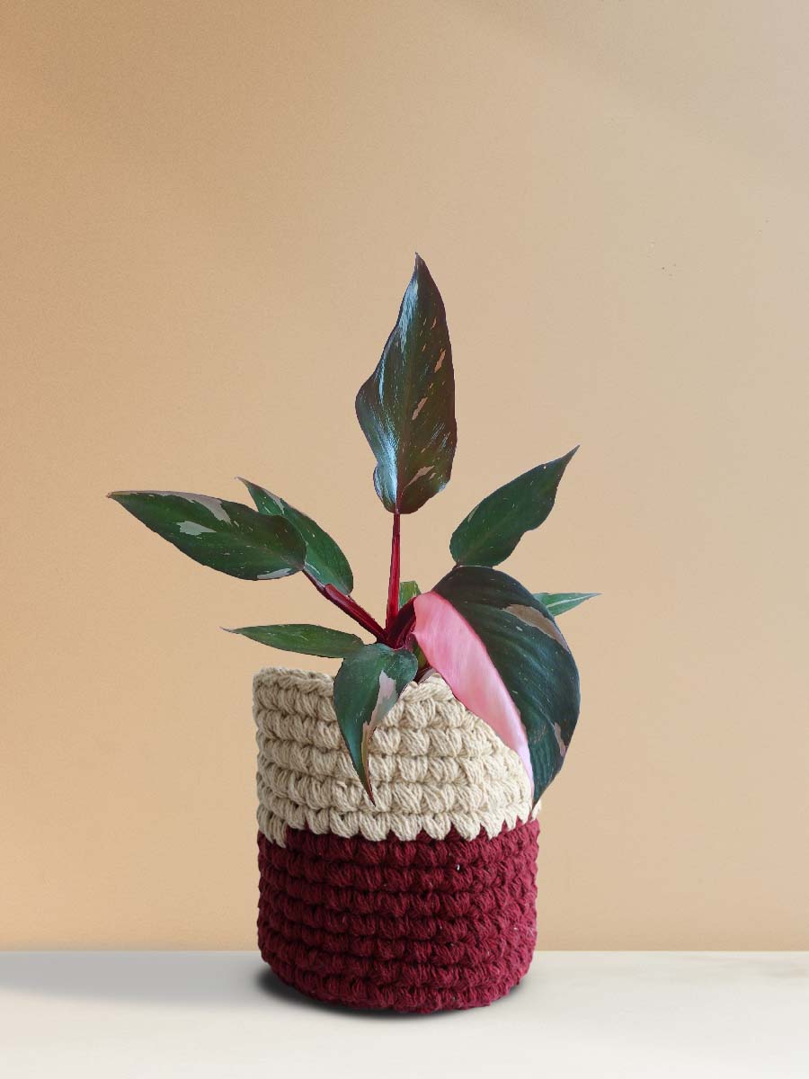 Premium indoor plant rare and unique ppp plant