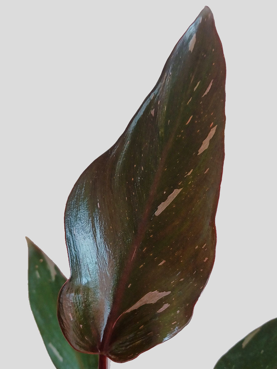Pink Princess PPP Plant from Greenkin
