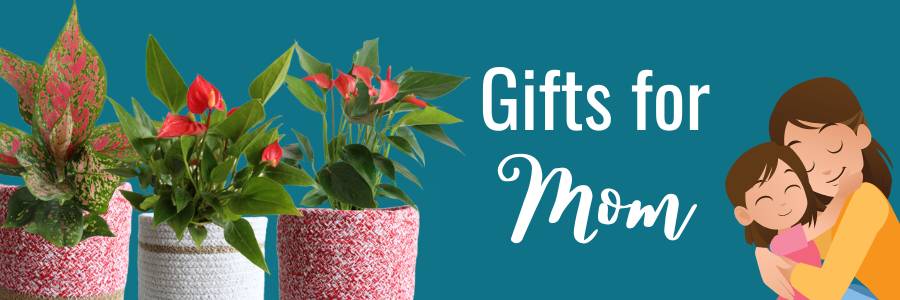 indoor plant gifts for mothers