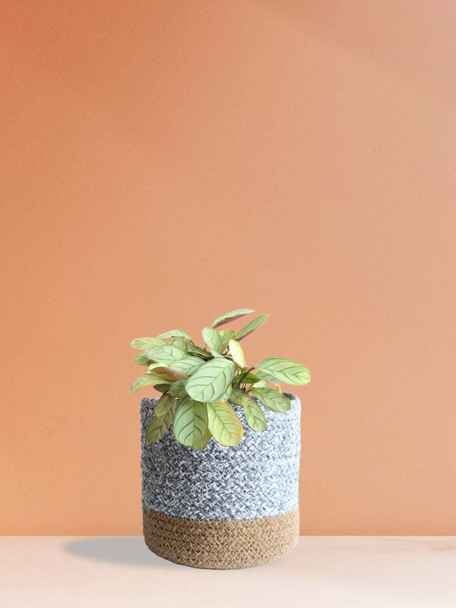 Calathea Prayer (Medium)