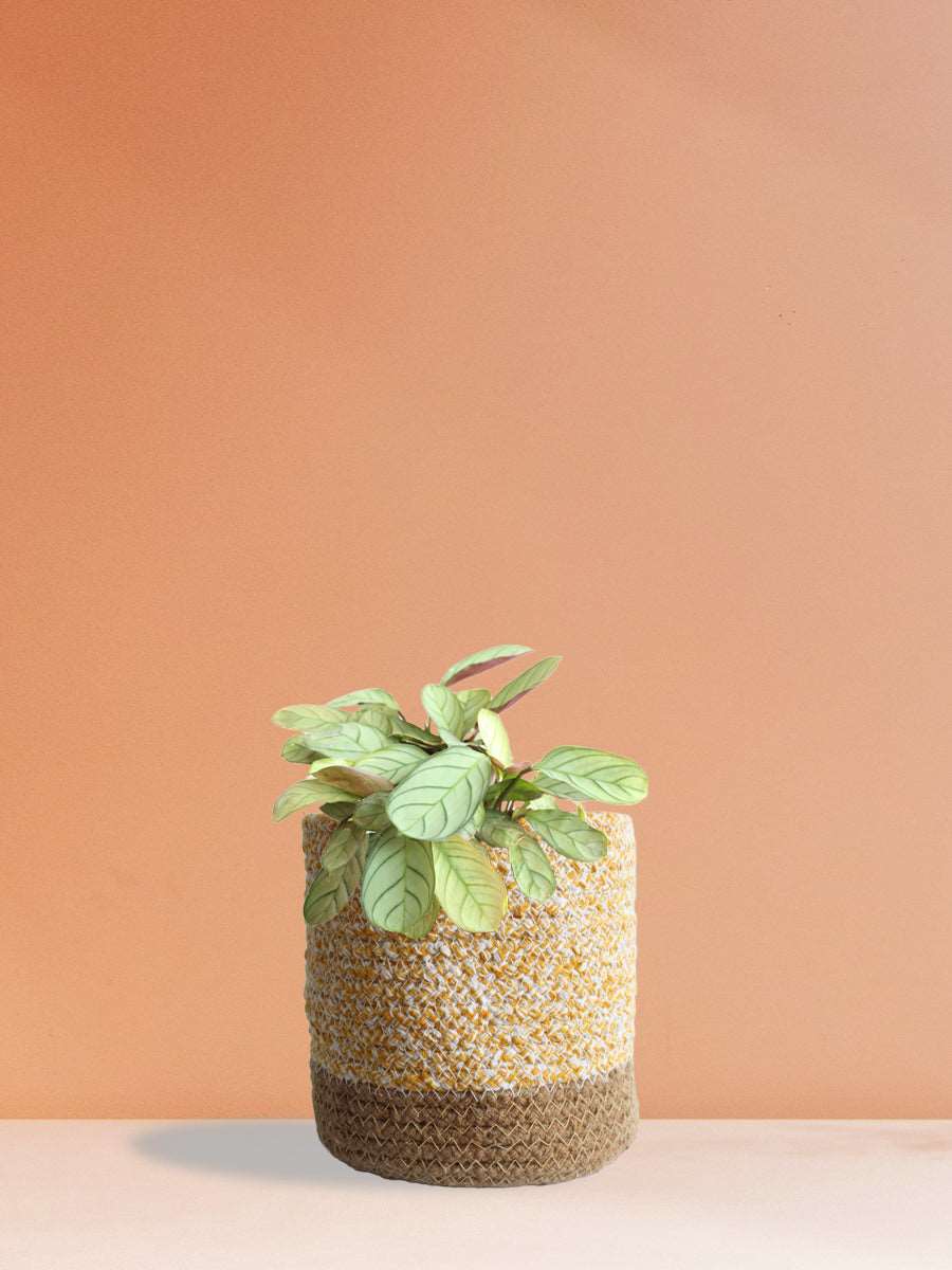 Calathea Prayer (Medium)