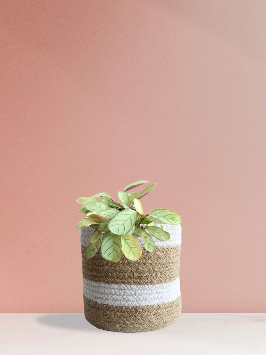 Calathea Prayer (Medium)