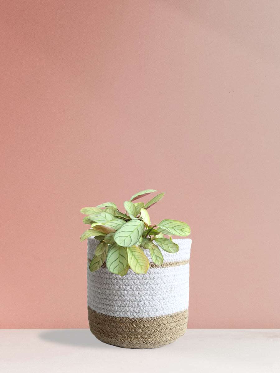 Calathea Prayer (Medium)