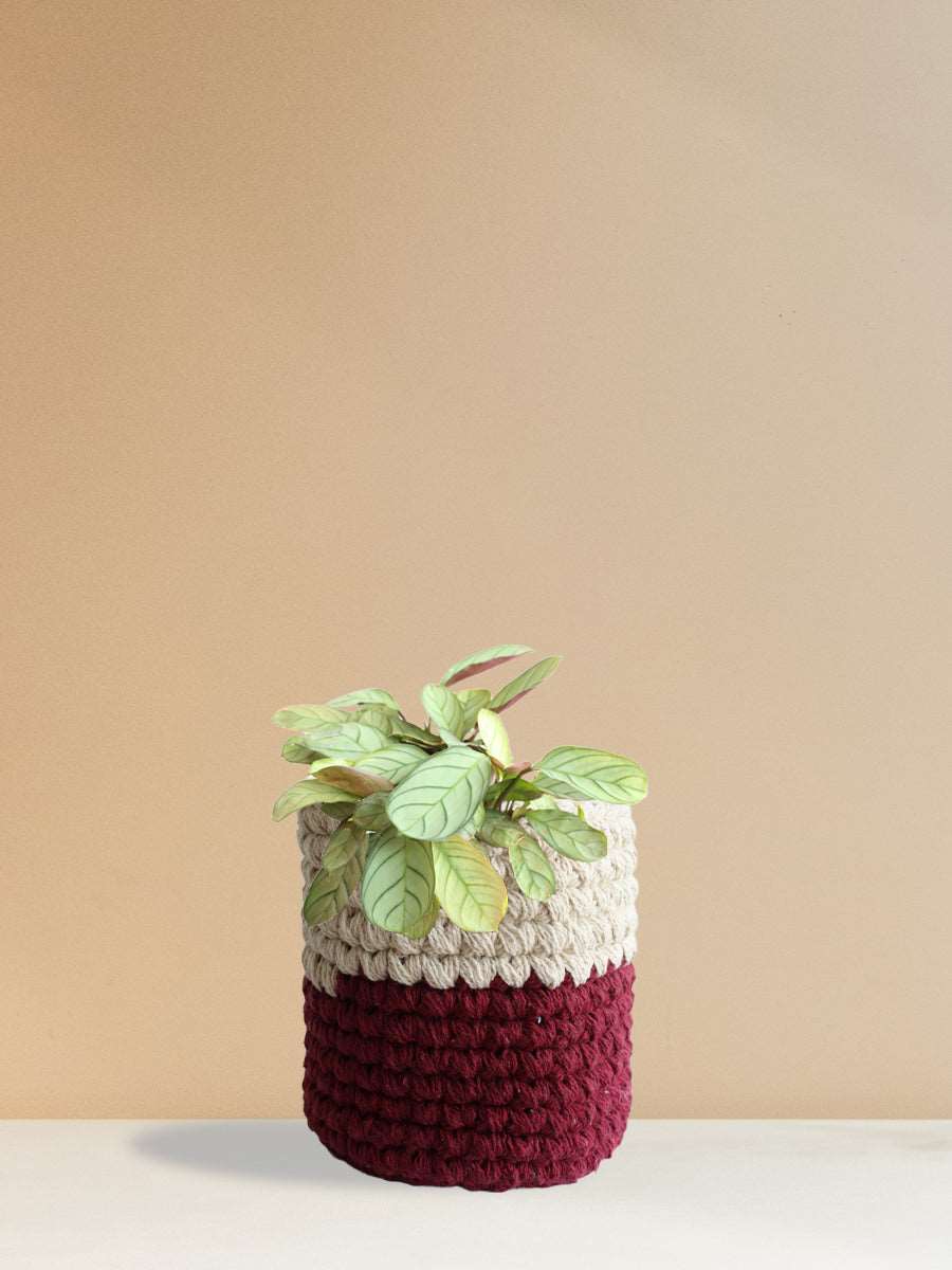 Calathea Prayer (Medium)