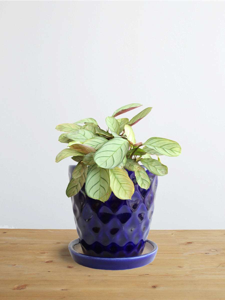 Calathea Prayer (Small)