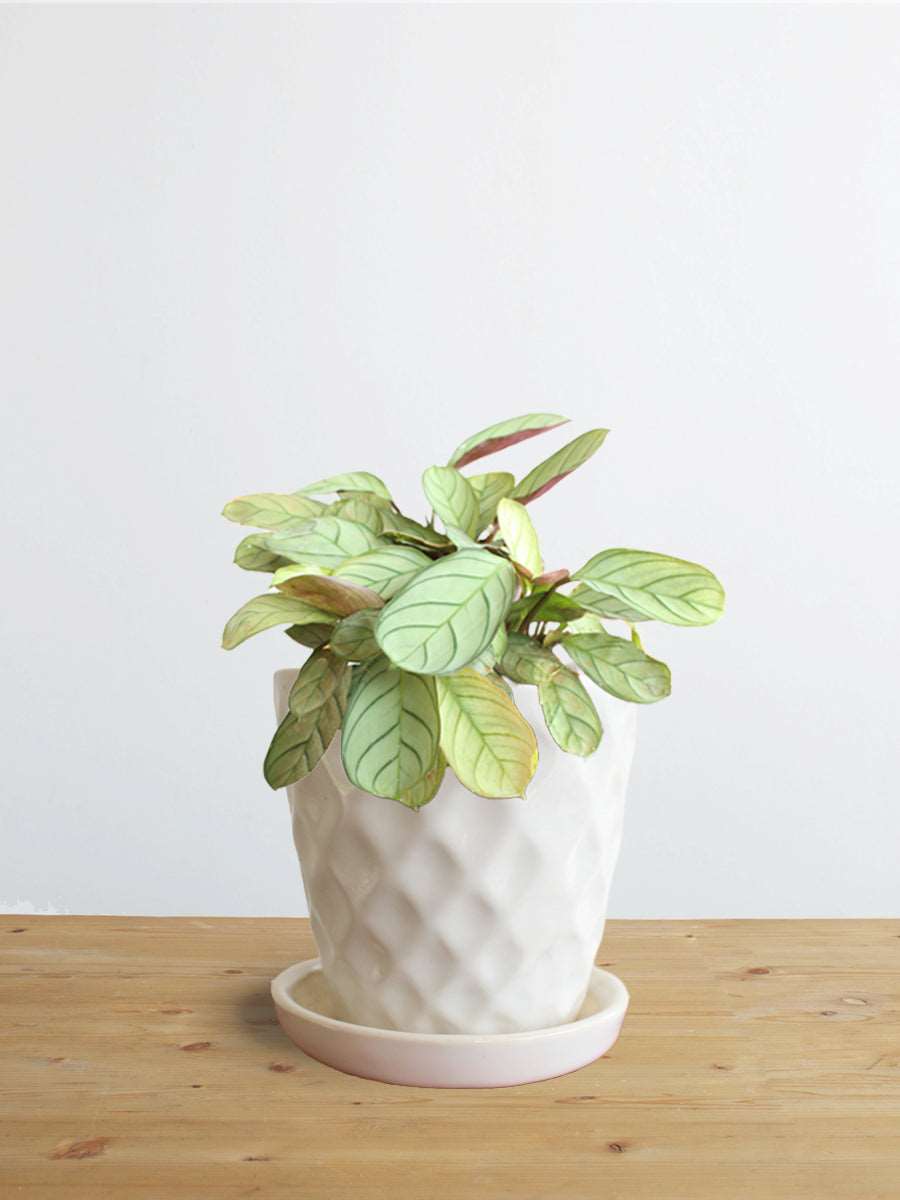Calathea Prayer (Small)