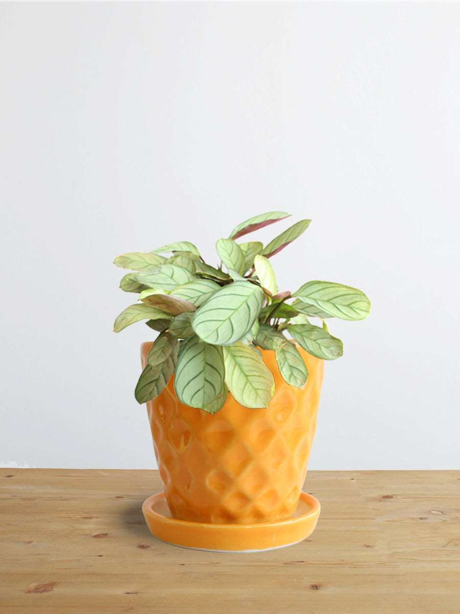 Calathea Prayer (Small)