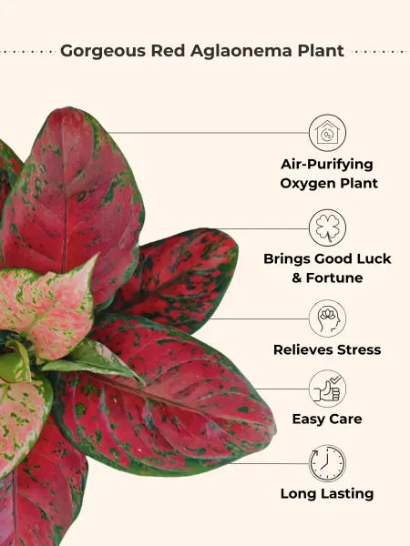 Aglaonema Red Beauty (Small) in Eco Pot
