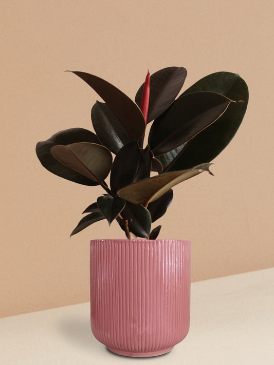Rubber Burgundy Plant in Ceramic Pot (Large)