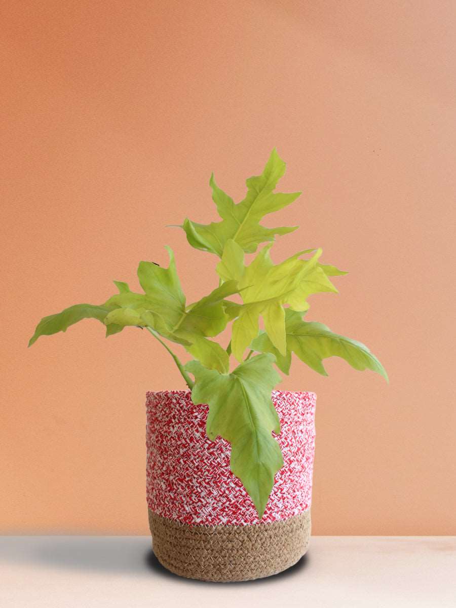 Golden Selloum (Large)