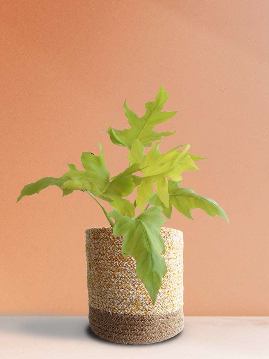 Golden Selloum (Large)