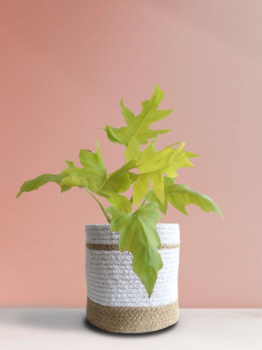 Golden Selloum (Large)