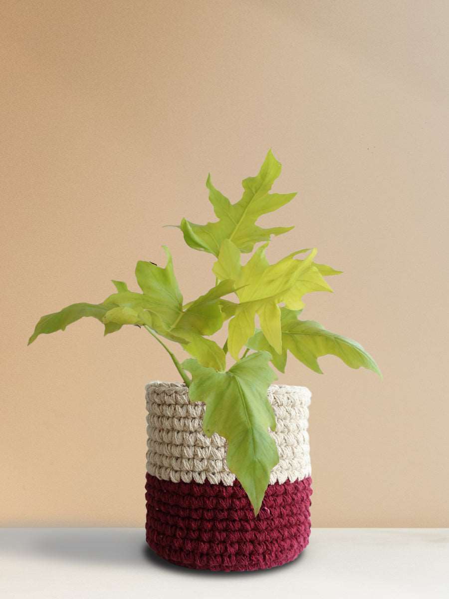 Golden Selloum (Large)