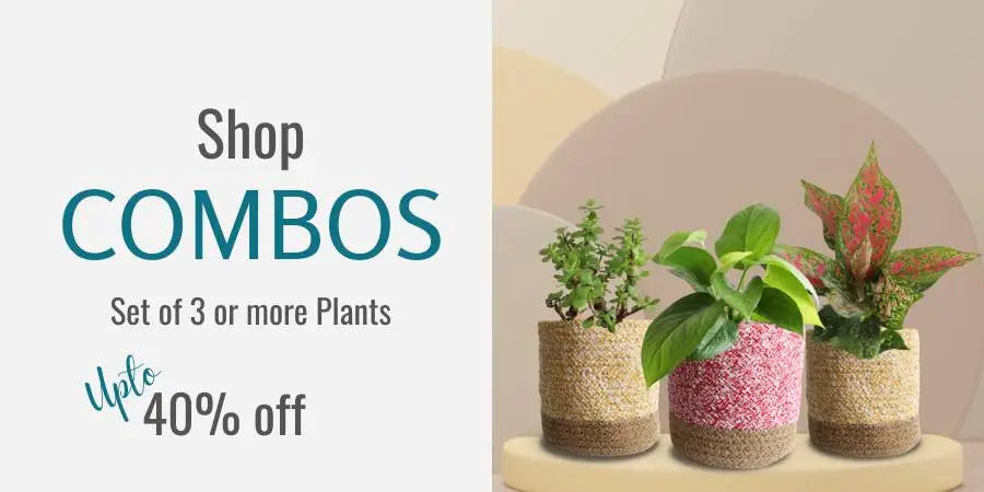 Buy bulk plants and plant combo to get best discounts
