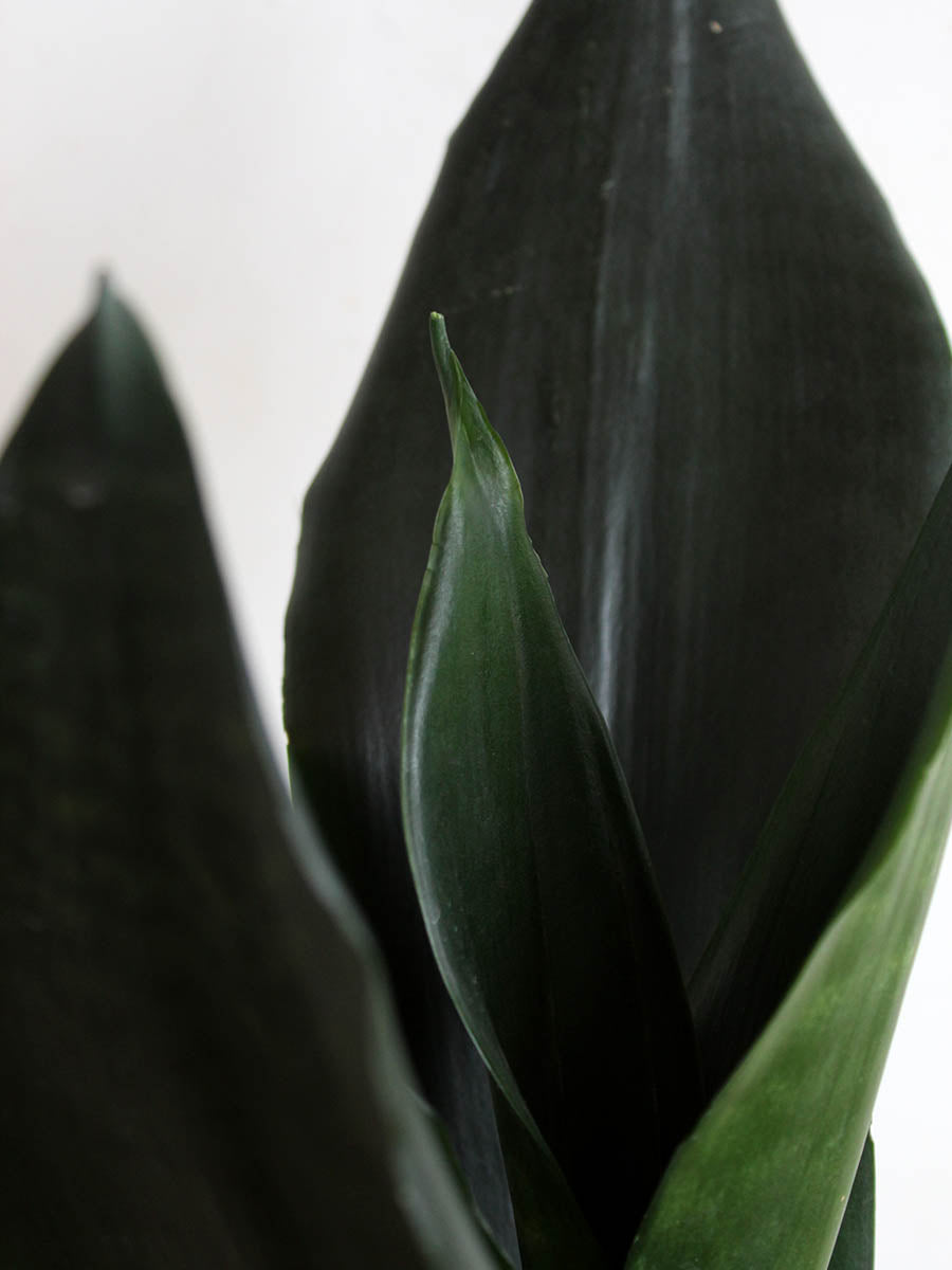 Snake Plant Black Dragon (Medium)