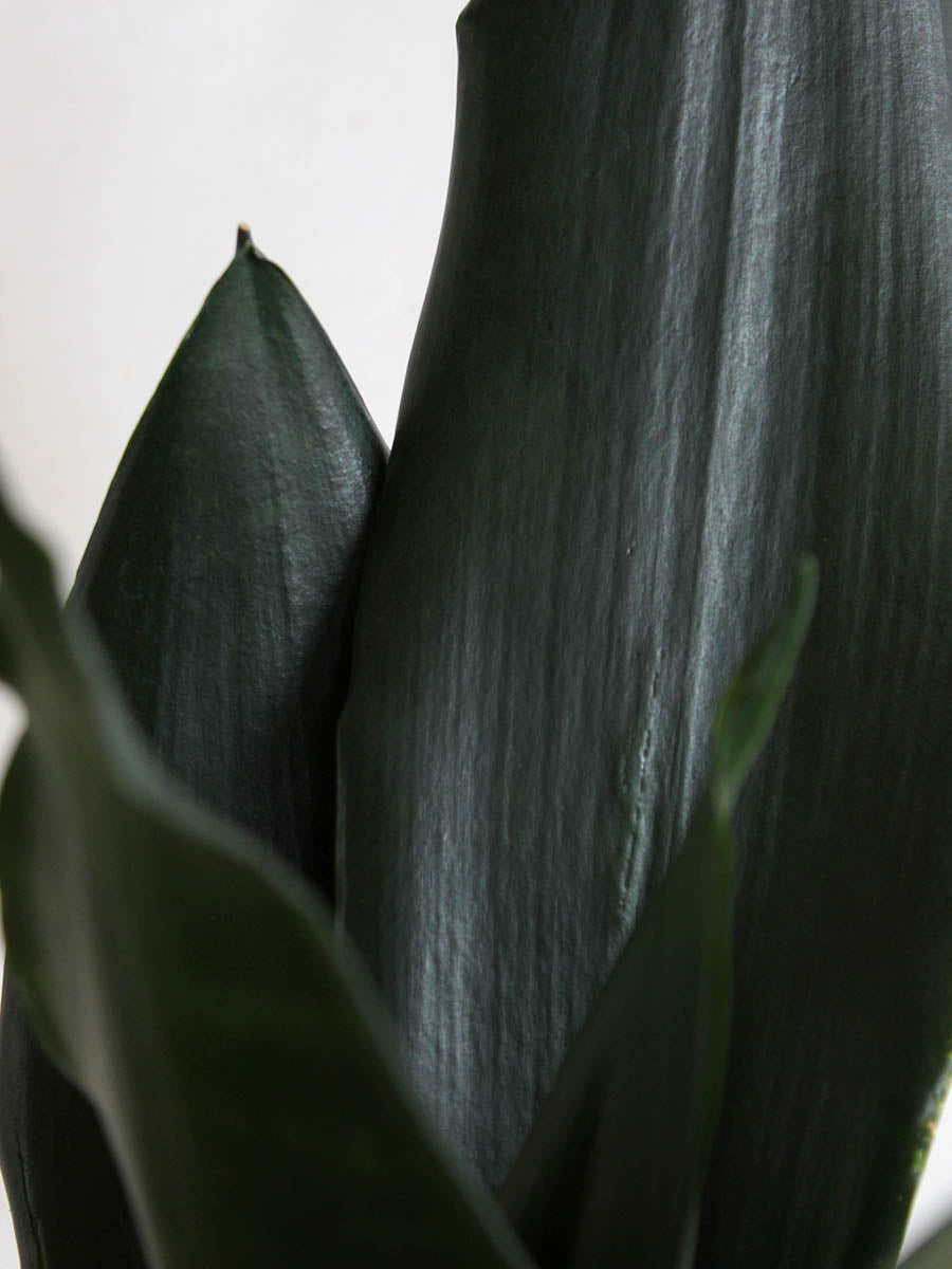 Snake Plant Black Dragon (Medium)