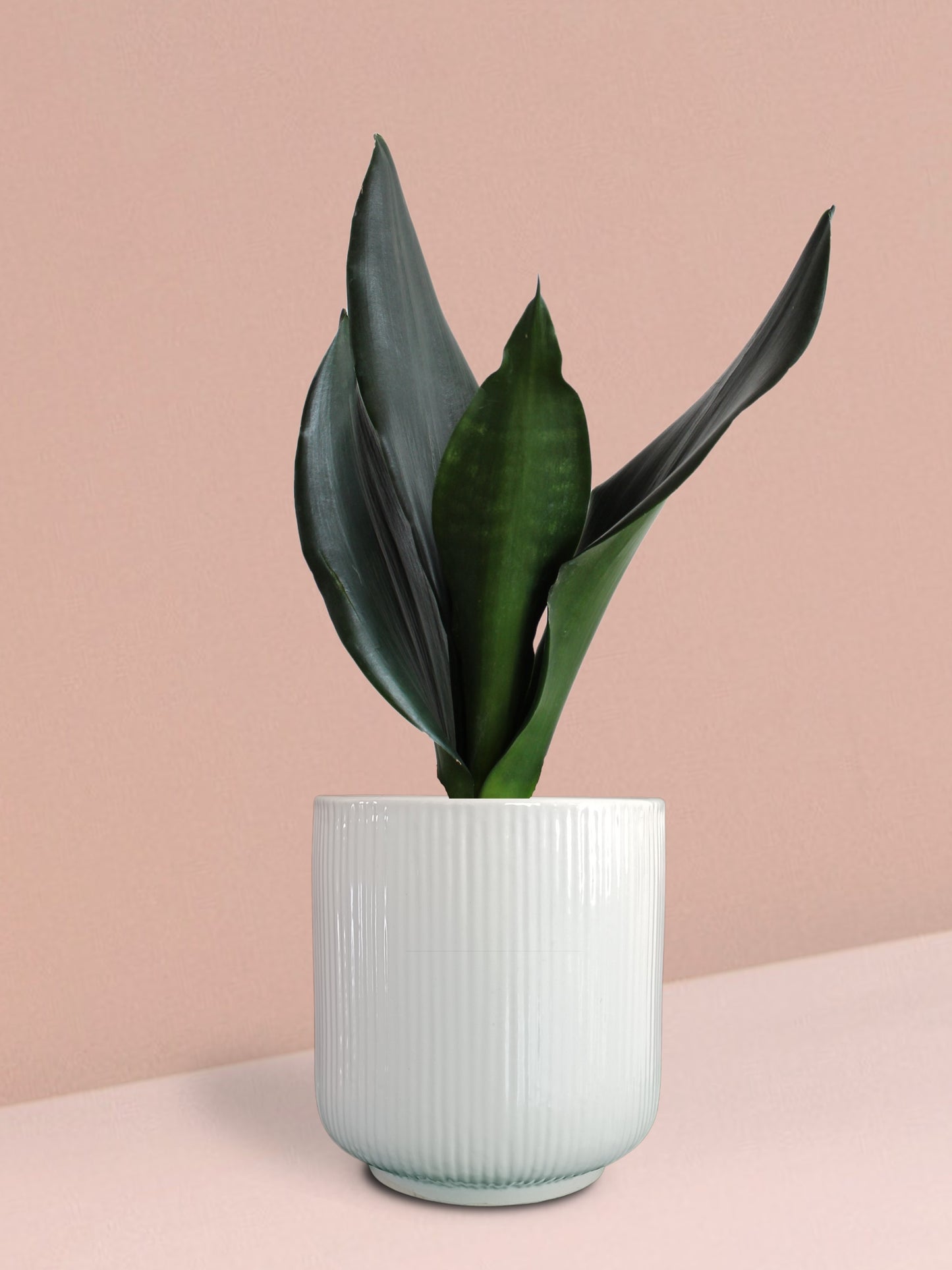 Snake Plant Black Dragon in Ceramic Pot (Medium)