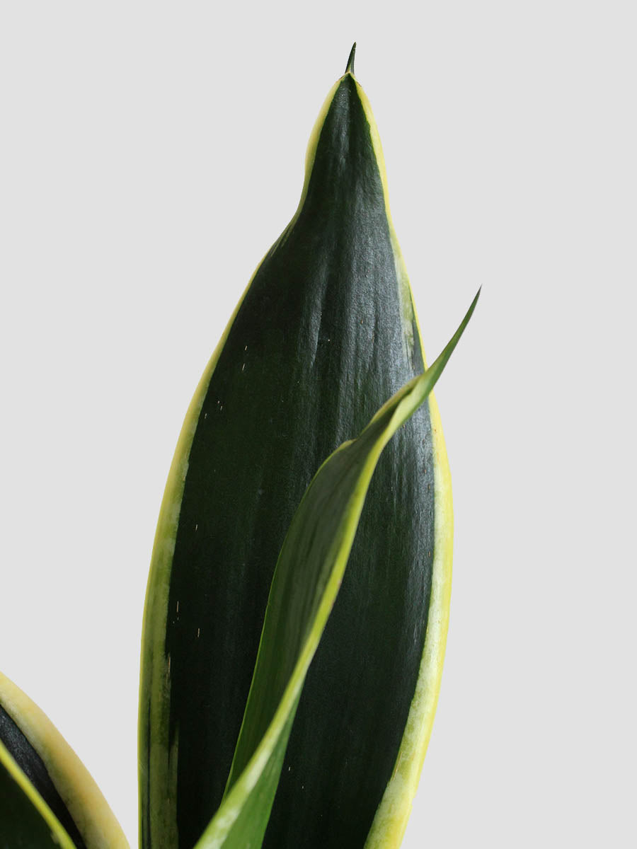 Snake Plant Black Jack (Medium)