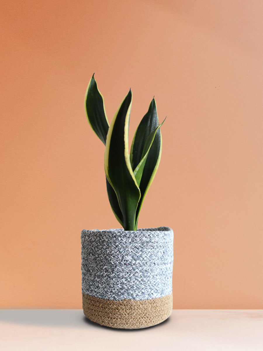 Buy Snake Plant Black Jack in Grey Jute Pot